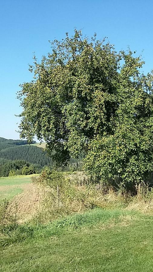 Shepherds Cottage Euscheid ภายนอก รูปภาพ
